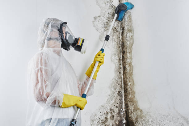 Best Mold Removal Company Near Me  in Chardon, OH