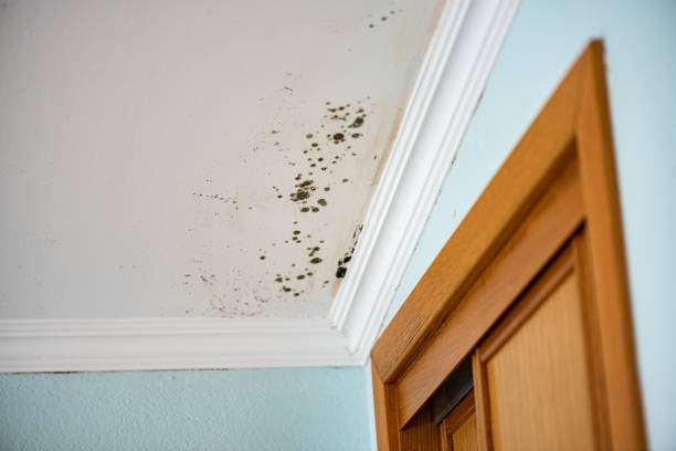 Best Emergency Mold Removal  in Chardon, OH