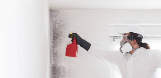 Best Affordable Mold Removal  in Chardon, OH