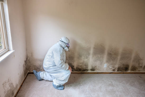 Best Toxic Mold Removal  in Chardon, OH