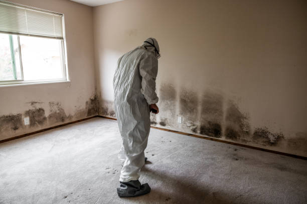 Mold Removal and Inspection in Chardon, OH