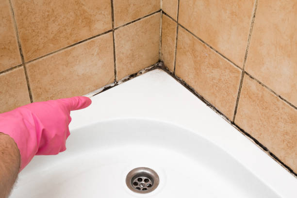Mold Testing and Removal in Chardon, OH